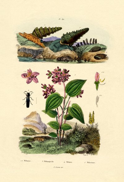 Trompetenschnecke von French School